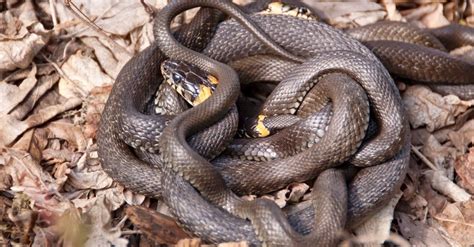 After mating, females store sperm in their bodies until they want to fertilize their eggs. Garter snakes give birth to 20 to 40 live young at a time, though Beane pointed out that litter sizes can ...